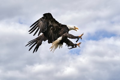 black and white eagle flying under white clouds during daytime